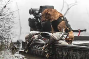 duck-hunting-dogs