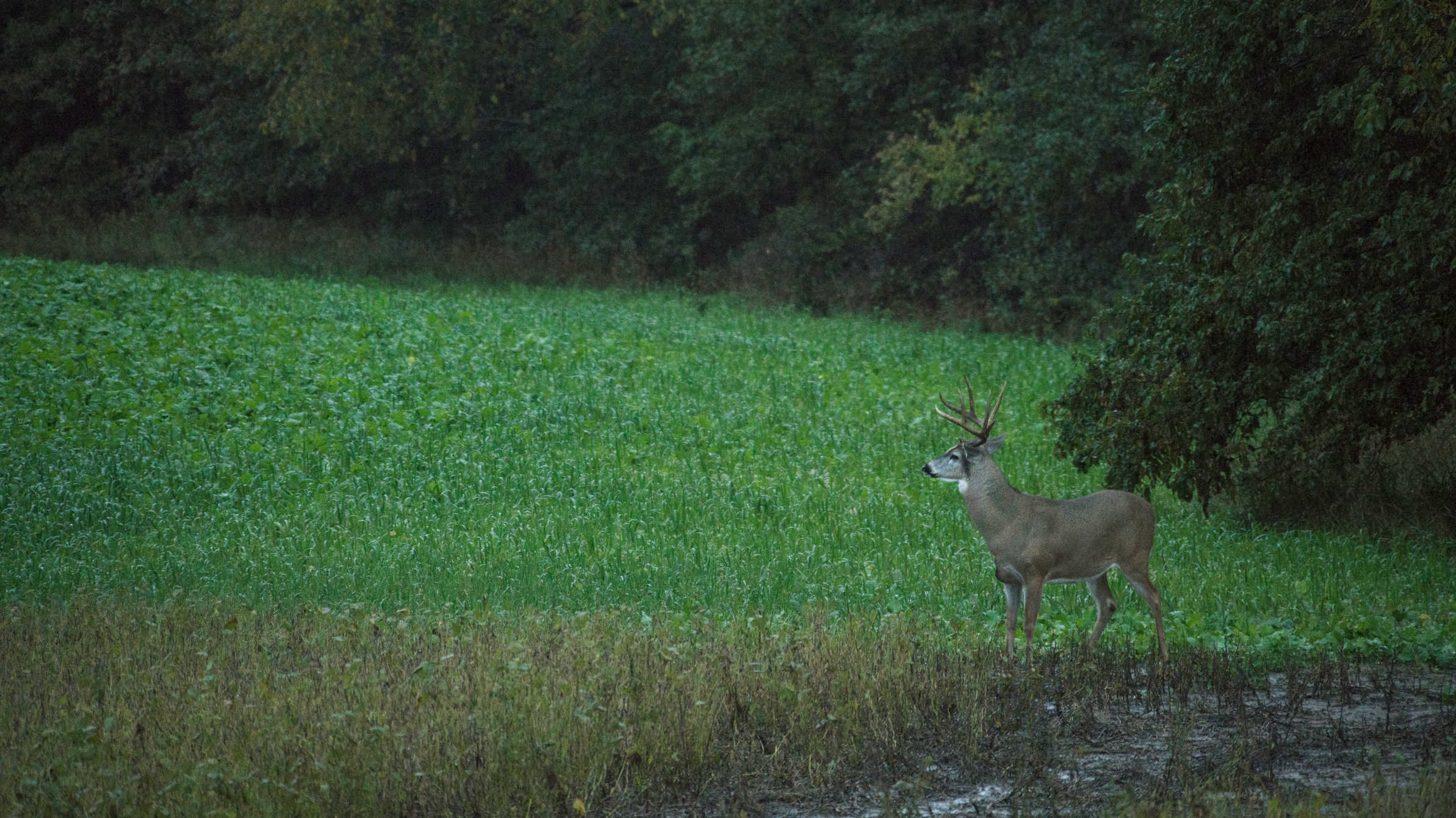 3-Way Food Plot Mix: A Comprehensive Guide for Wildlife Nutrition