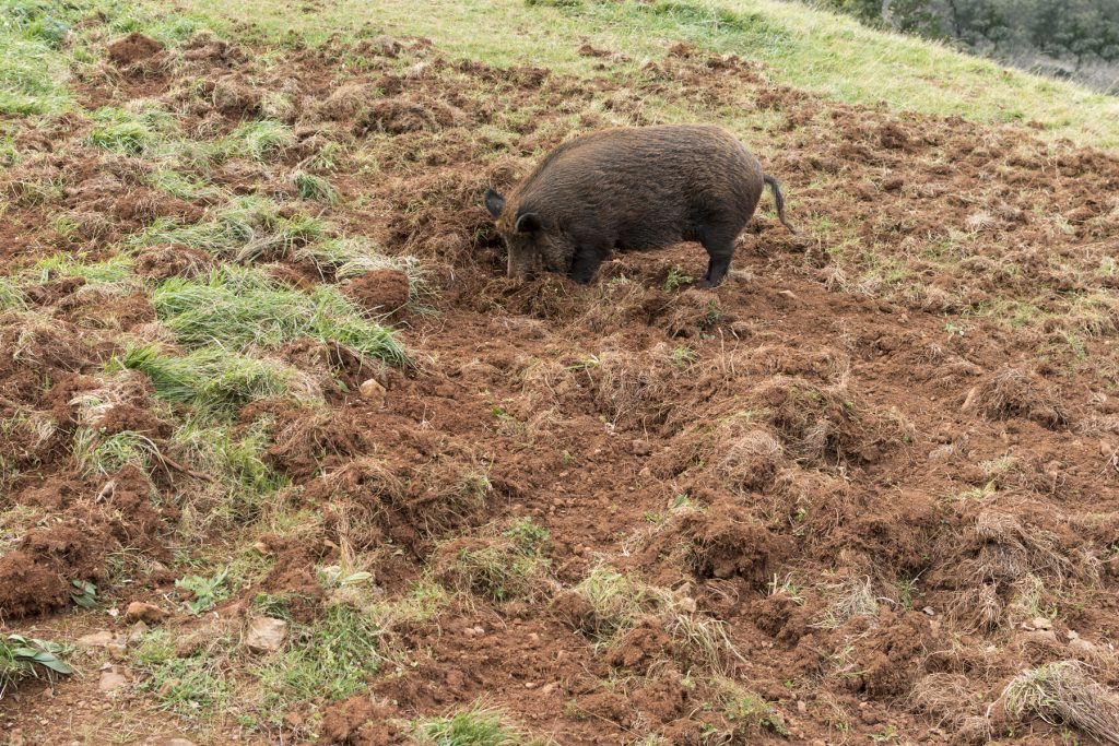 wild-hog-rooting