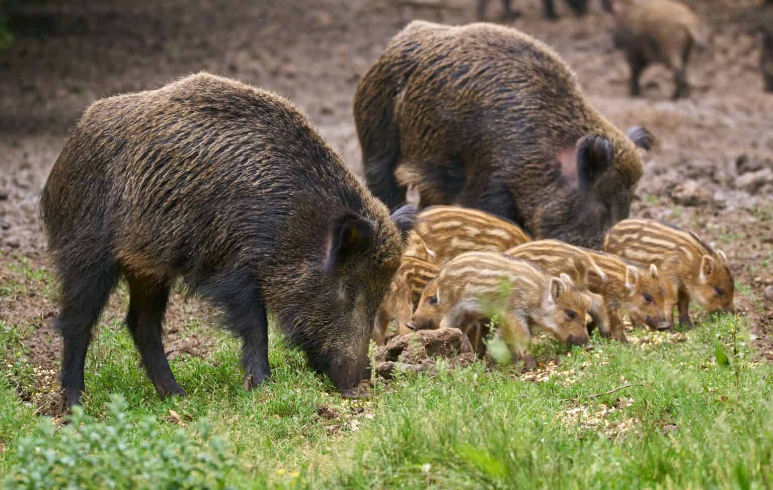 Learning to Live with Wild Hogs | Mossy Oak Gamekeeper