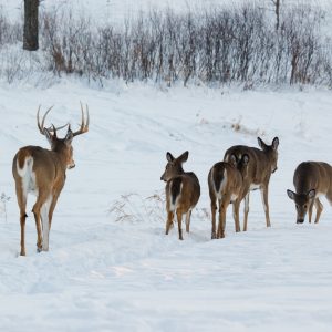 The Whitetails’ Social Structure