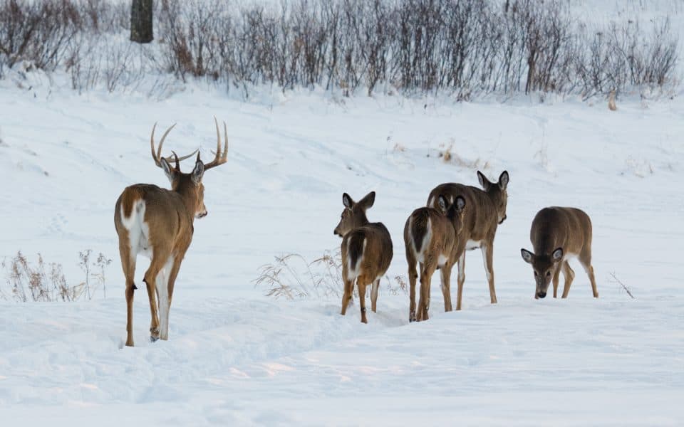 Whitetails-Social-Structure