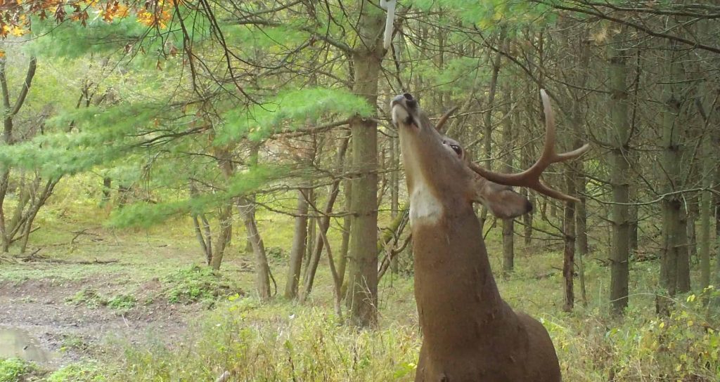 buck at mock scrape