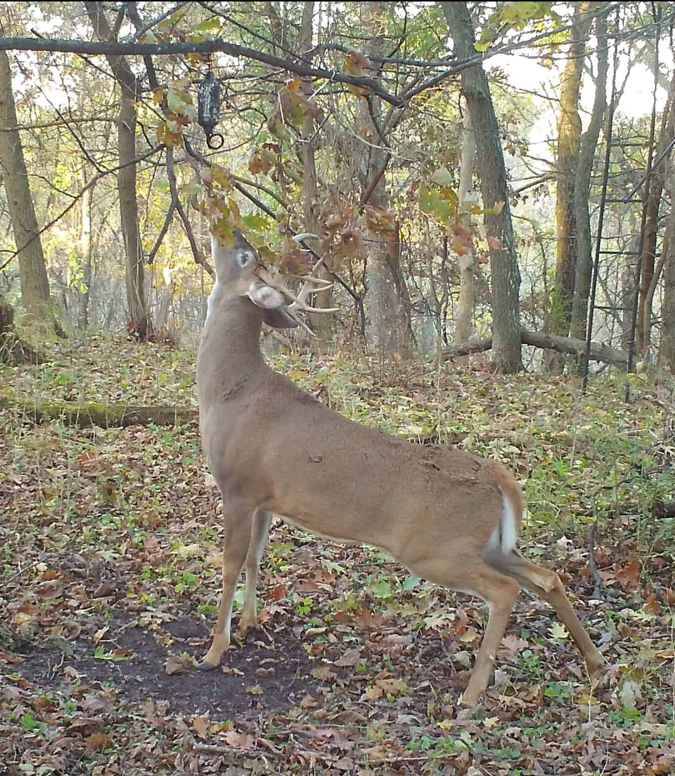 Using Mock Scrapes to Fool Mature Bucks | Mossy Oak Gamekeeper