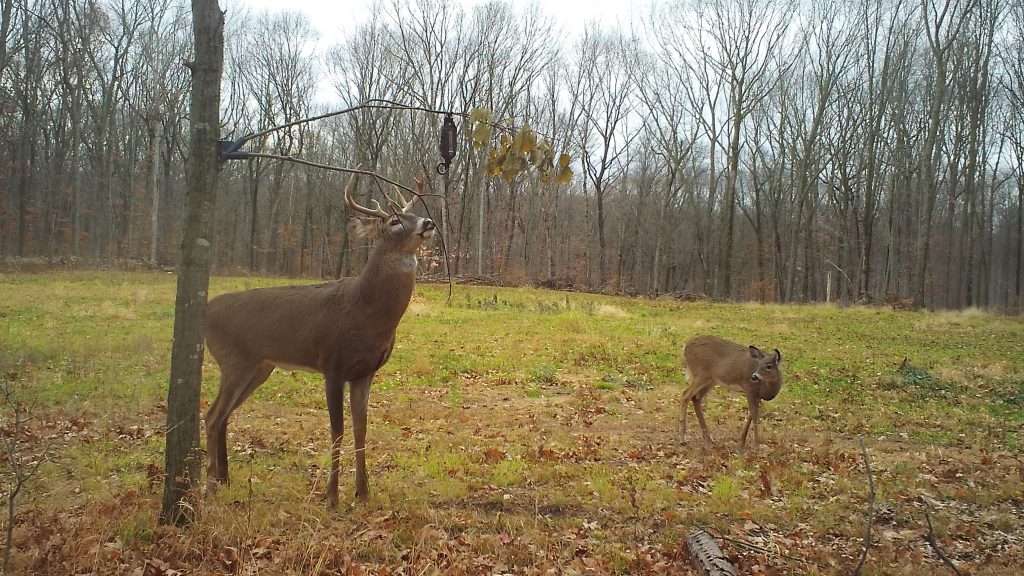 licking-branch