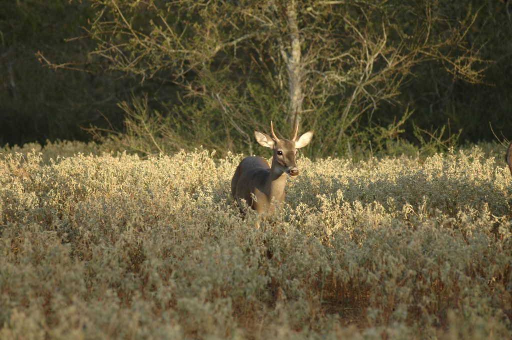 yearling buck