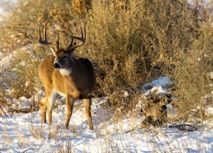 Whitetails-in-snow