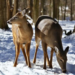 whitetail-deer-in-snow