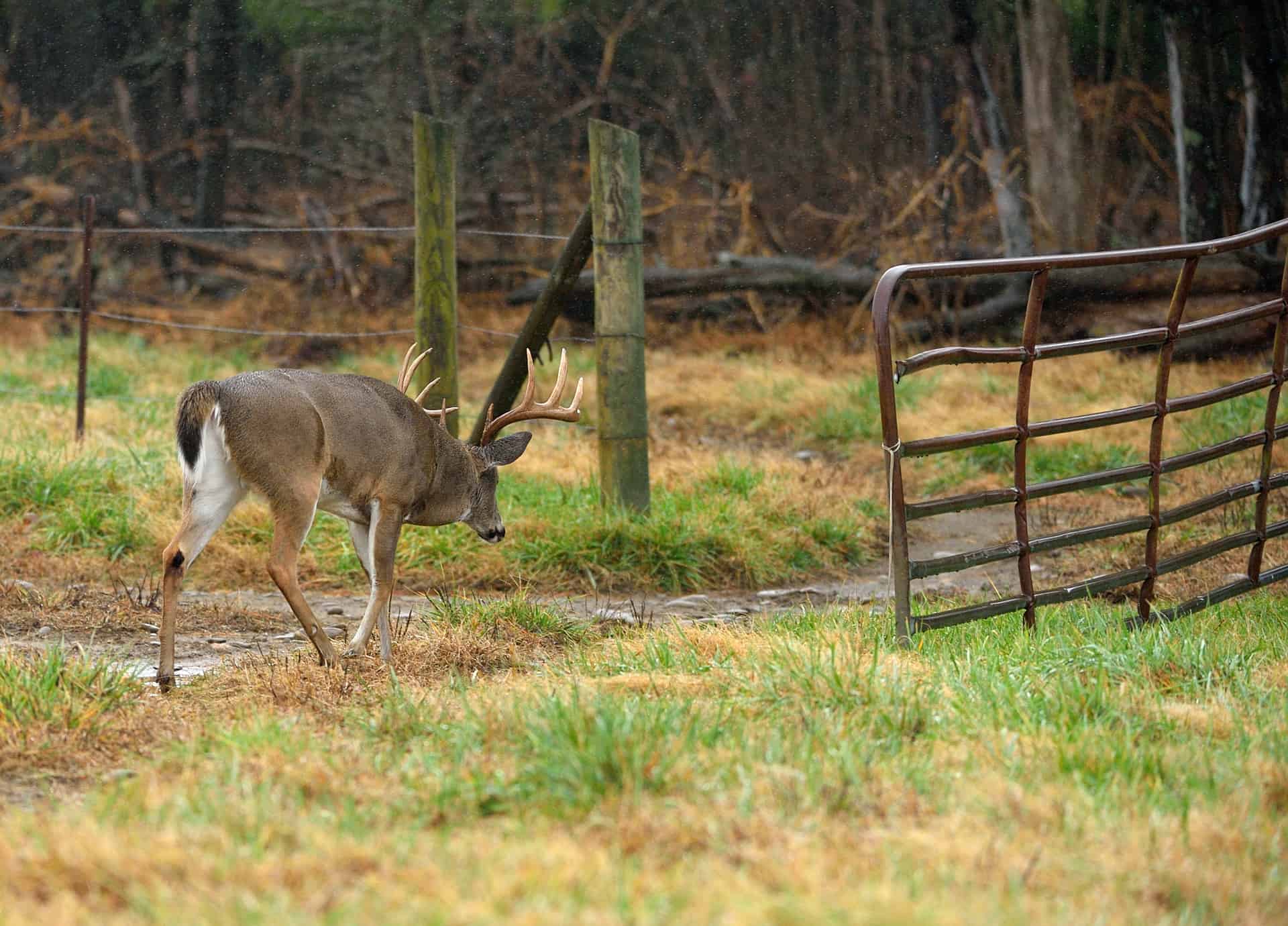 Dominate Buck Rut Package