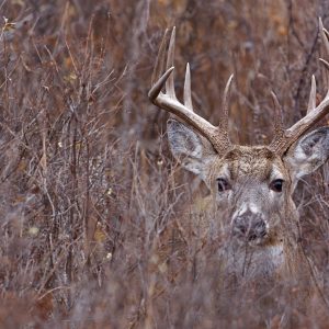 Dormant Season Deer Browse