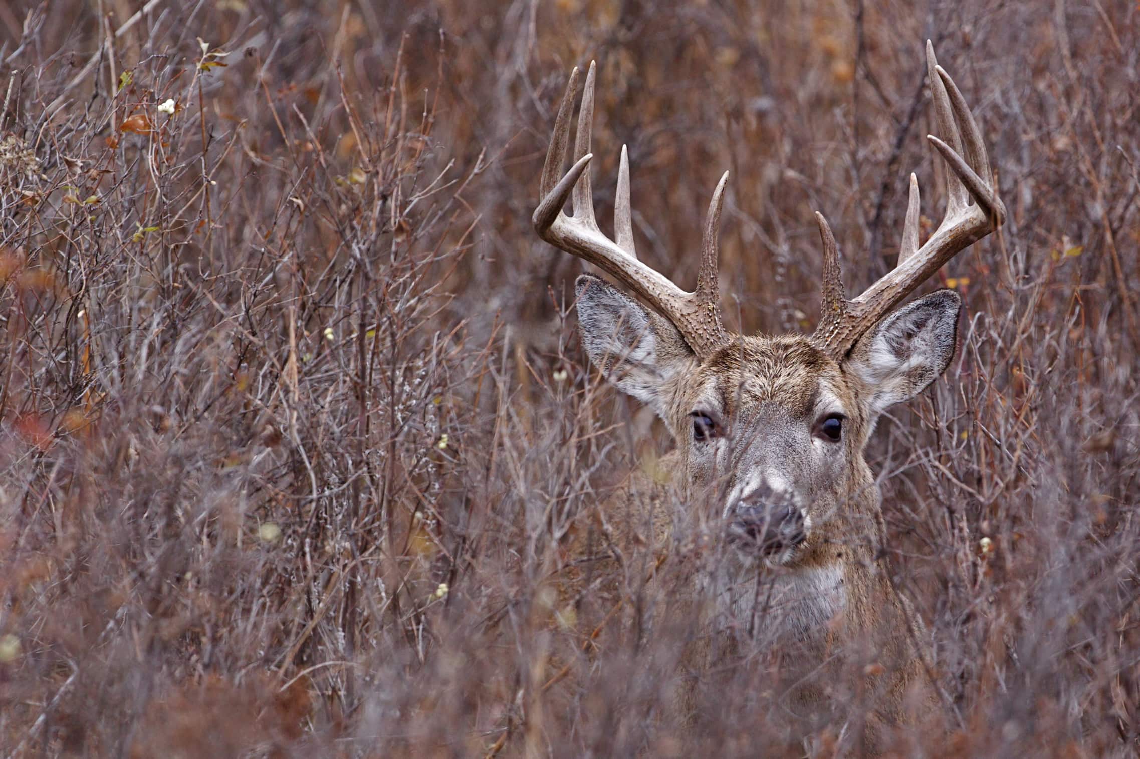 Dormant Season Deer Browse | Mossy Oak Gamekeeper