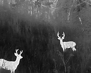 thermal-imaging-whitetails