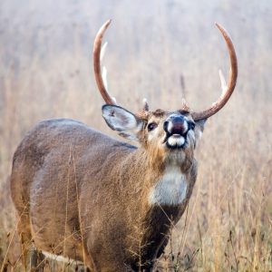 whitetail-deer-checking-the-wind