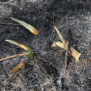 shed hunting after a controlled burn is a great strategy