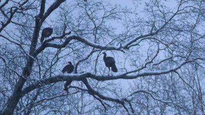 turkeys roosting in a tree in winter