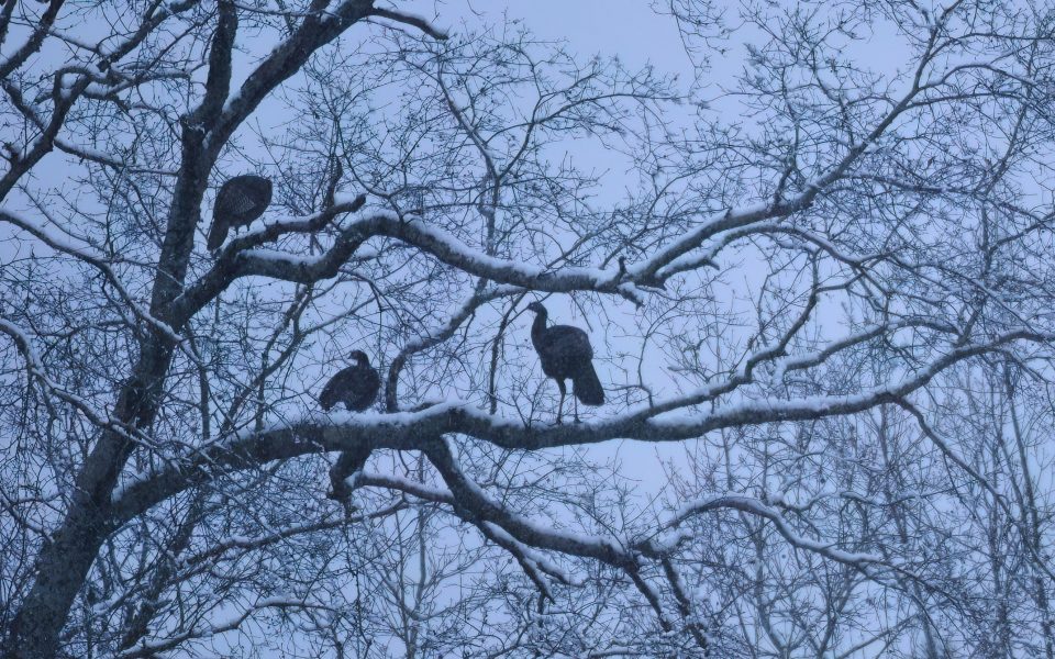 turkeys roosting in a tree in winter