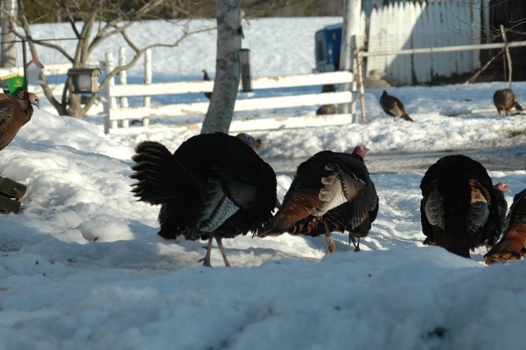 wild turkeys forging around farm