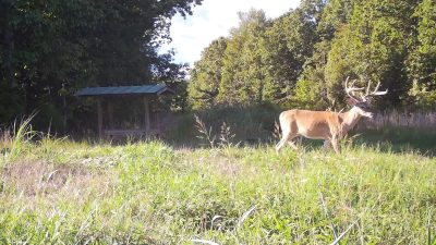 Supplemental-Feeding-of-Deer