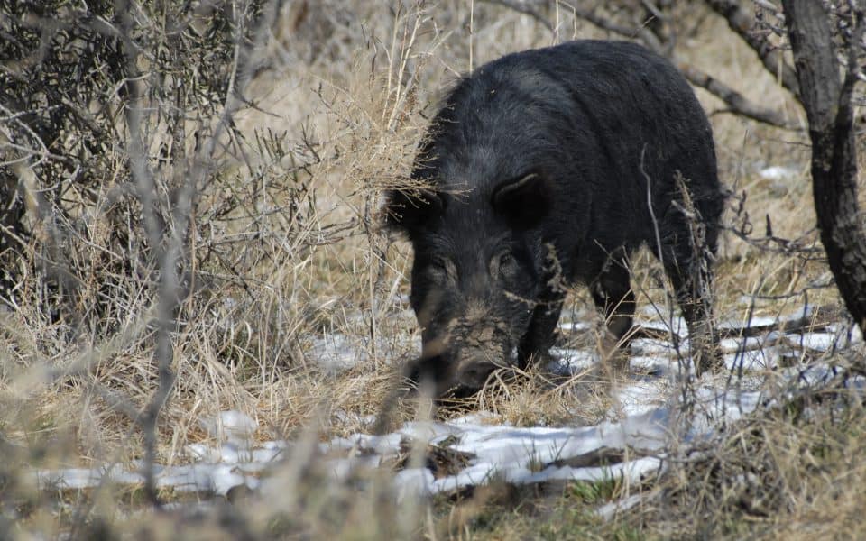 The Fight Against Wild Pigs