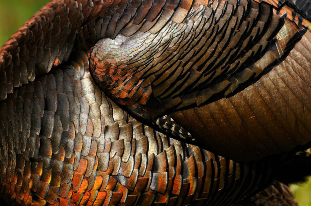iridescent-turkey-feathers