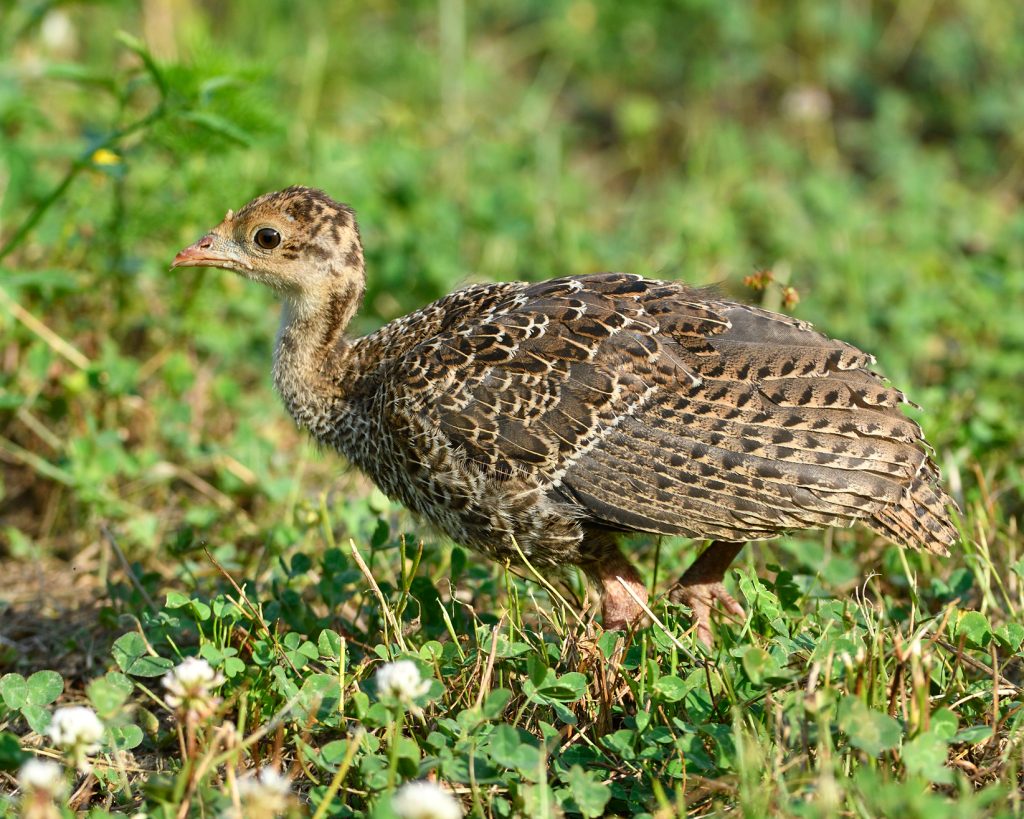 juvenile-turkey-feathers