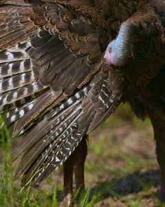turkey-flight-feathers