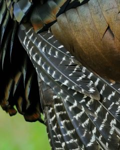 wild-turkey-alula-feathers-AKA-mini-wing