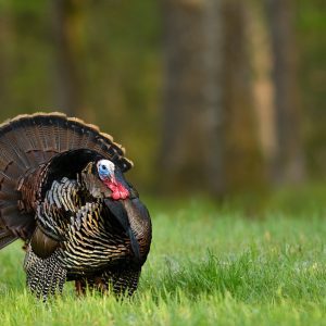 Wild Turkey Feathers: Understanding Form, Function & Maintenance