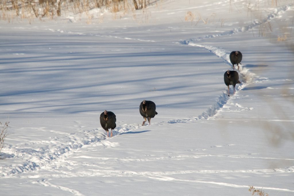 wild-turkeys-following-snow-trail