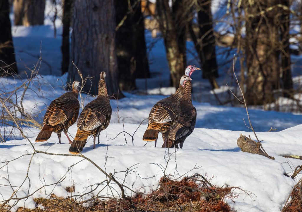 wild-turkeys-in-winter-habitat