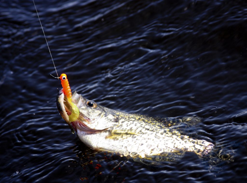 crappie-on-jig