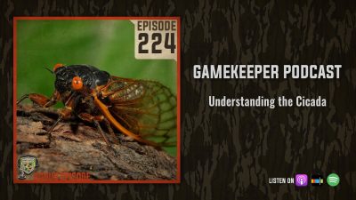 EP:224 | Understanding the Cicada