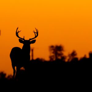 Do Southern Deer Migrate?