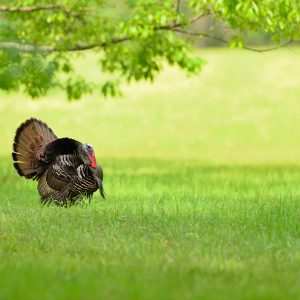 6 Turkey Hunting Scenarios to Surprise a Gobbler