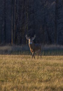 southern-deer