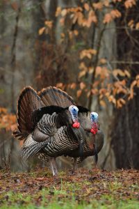 two-strutting-gobblers